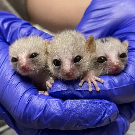 A photo showing Ficus, Monstera and Pothos, new infant grey mouse lemurs at the Duke Lemur Center.