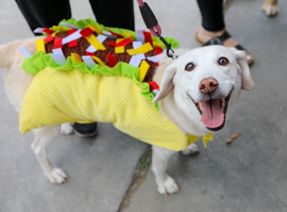 Barketoberfest