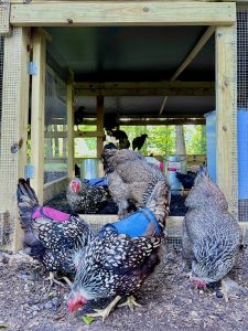 Ollie's Bakery chickens