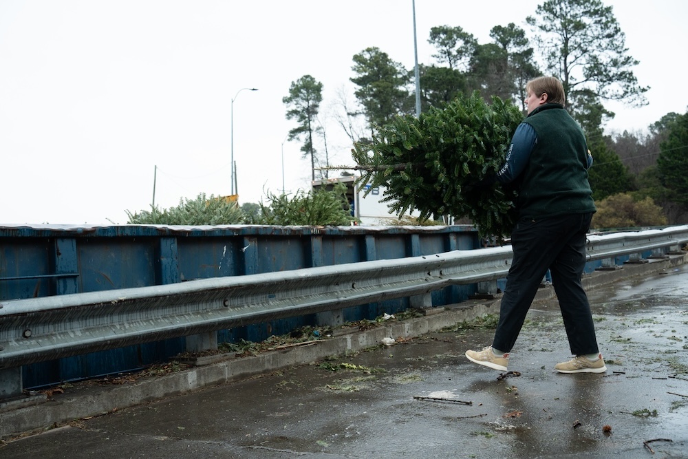 christmas tree disposal