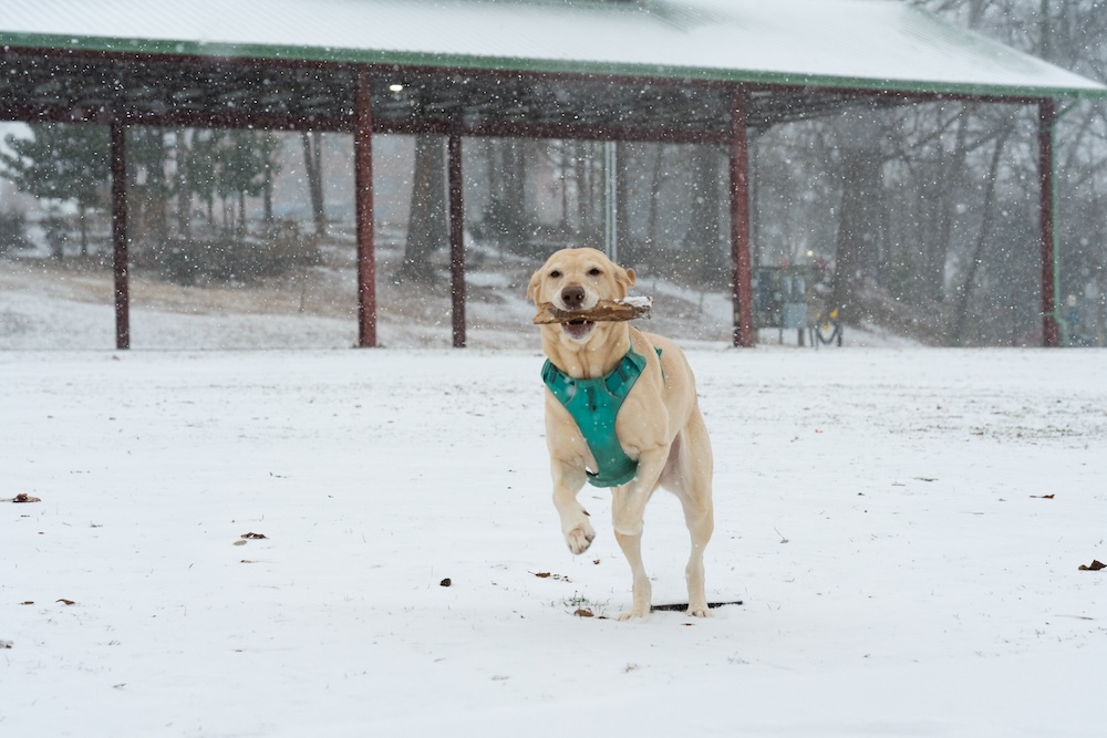 dog in snow
