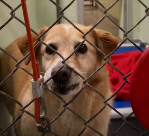 Sadie, a dog in the Durham animal is coded blue because she is mellow and happy-go-lucky.