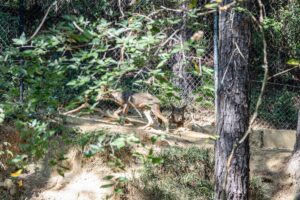 Two red wolves in their habitat, among trees.